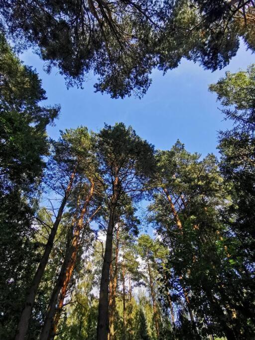 Okno Na Las Wola Polska Dış mekan fotoğraf
